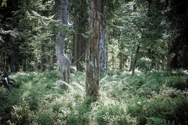 So funktioniert der Wald als perfekt ausgeklügeltes und aufeinander abgestimmtes und selbsterhaltendes Ökosystem.