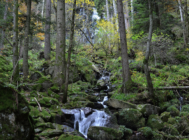 Fritz Hockenjos überließ die Natur sich selbst. So entstand der Bannwald am Zweribach