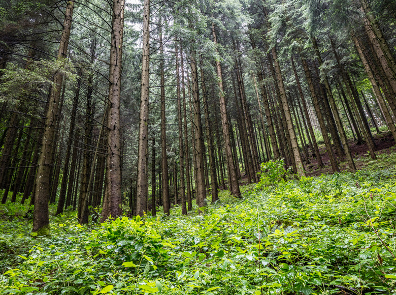 Bäume  kommunizieren und achten aufeinander.