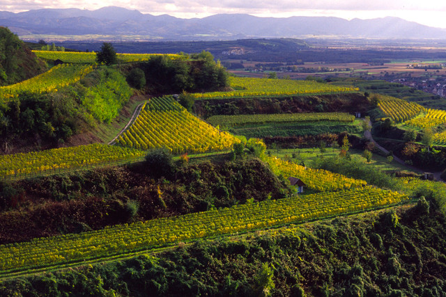 Kaiserstuhl-Rebterrassen-am-suedlichen-Kaiserstuhl-Schwarzwald-im-Hintergrund