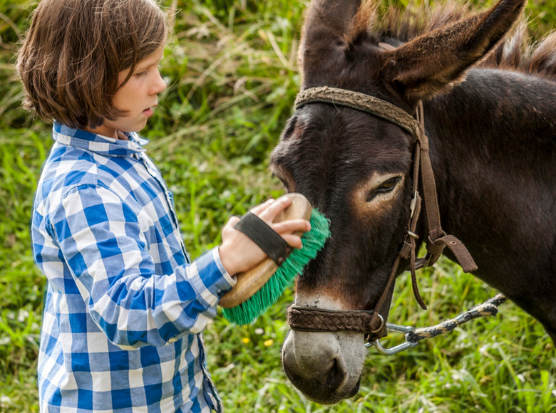„Esel sind sehr soziale Tiere, sie sind Herdentiere und wenn es laufen soll, dann müsst ihr am ersten Tag eine Herde werden“