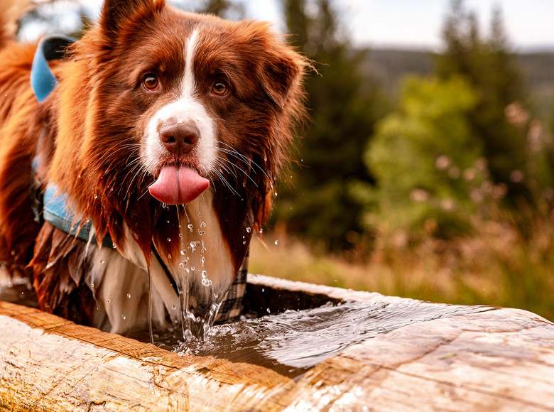 Frisches Wasser aus dem Schwarzwaldbrunnen