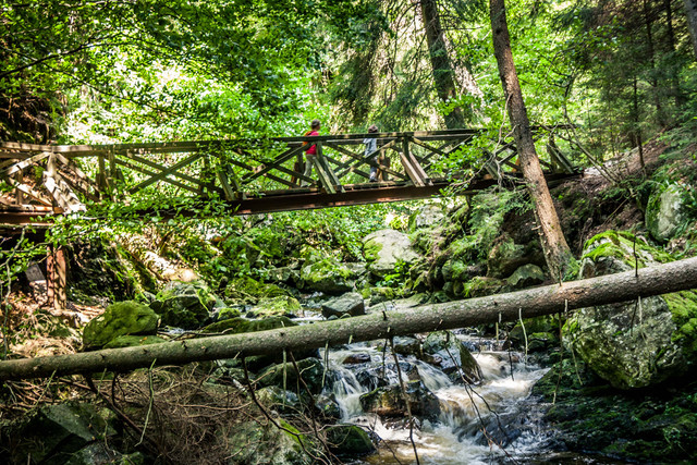  „Das ist ja ein richtiger Zauberwald“, ruft Maj.