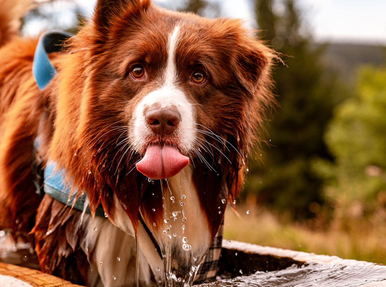 Frisches Wasser aus dem Schwarzwaldbrunnen