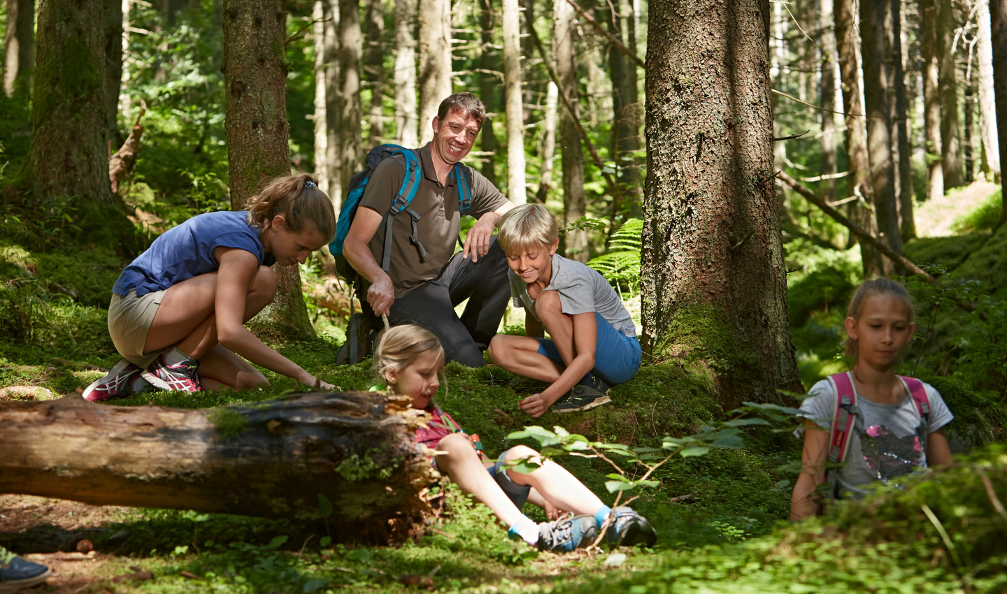 Im Wald gibt es unendlich viel zu entdecken und daher ist er perfekt für Kinder und Familien.