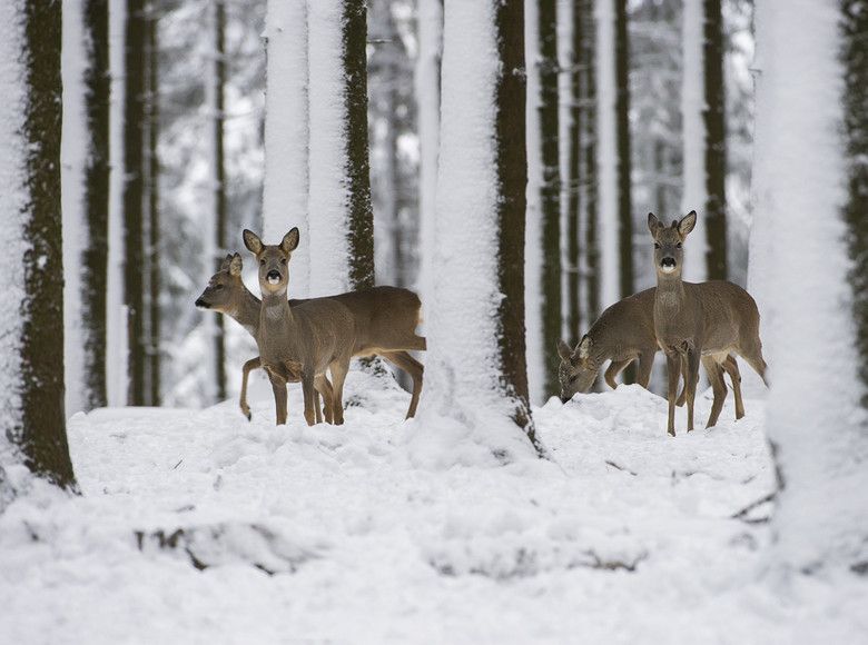 Rehwild stellt in den Wintermonaten auf Energiesparmodus um.