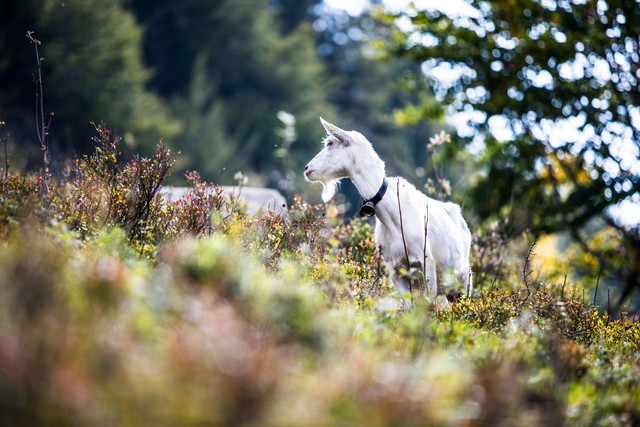 Ziegen auf dem Menzenschwander Geißenpfad