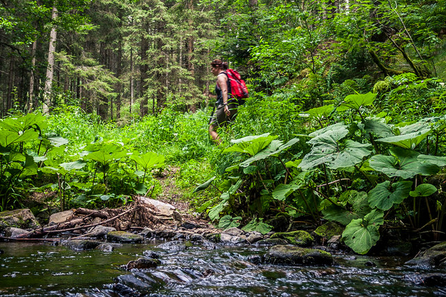 Dieses Seitental der Wutachschlucht ist fast ebenso wild und urwüchsig wie dessen viel bekanntere große Schwester