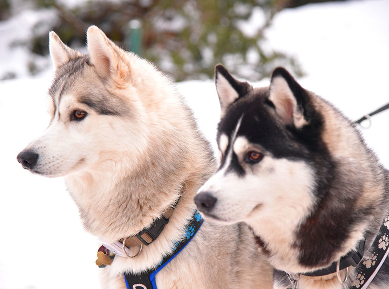 Familie Bähr lebt mit 16 Siberian Huskys zusammen. Es sind tolle Tiere, benötigen aber eine Menge Zeit und Aufmerksamkeit, was jedem künfitgen Halter bewusst sein sollte.