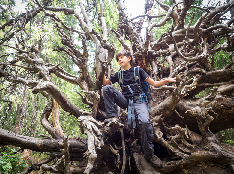 Klettern und balancieren auf Baumstämmen.