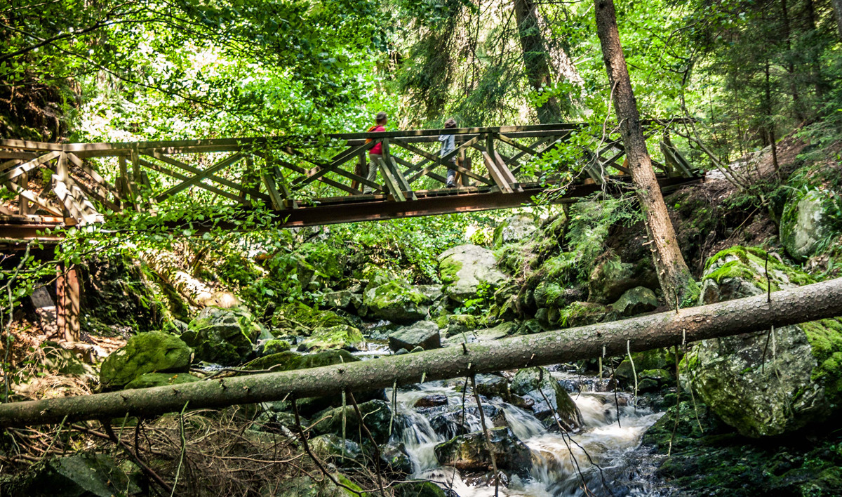  „Das ist ja ein richtiger Zauberwald“, ruft Maj.